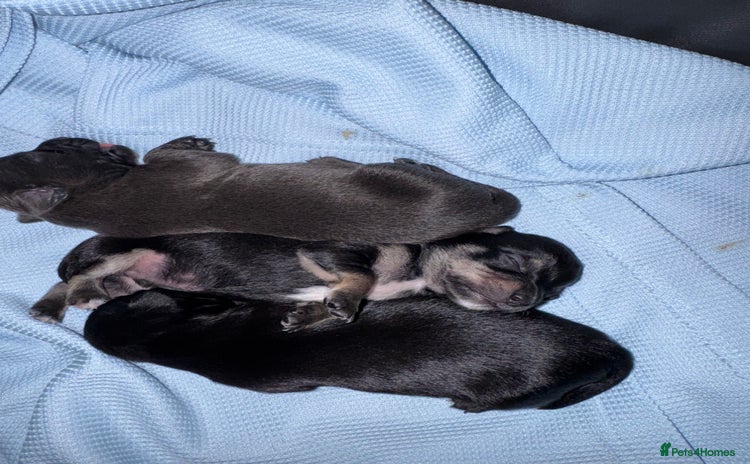 Chihuahua dogs - Advert 2