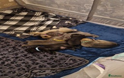 Frug dogs for sale: 6 beautiful frug puppies.  - Image 16