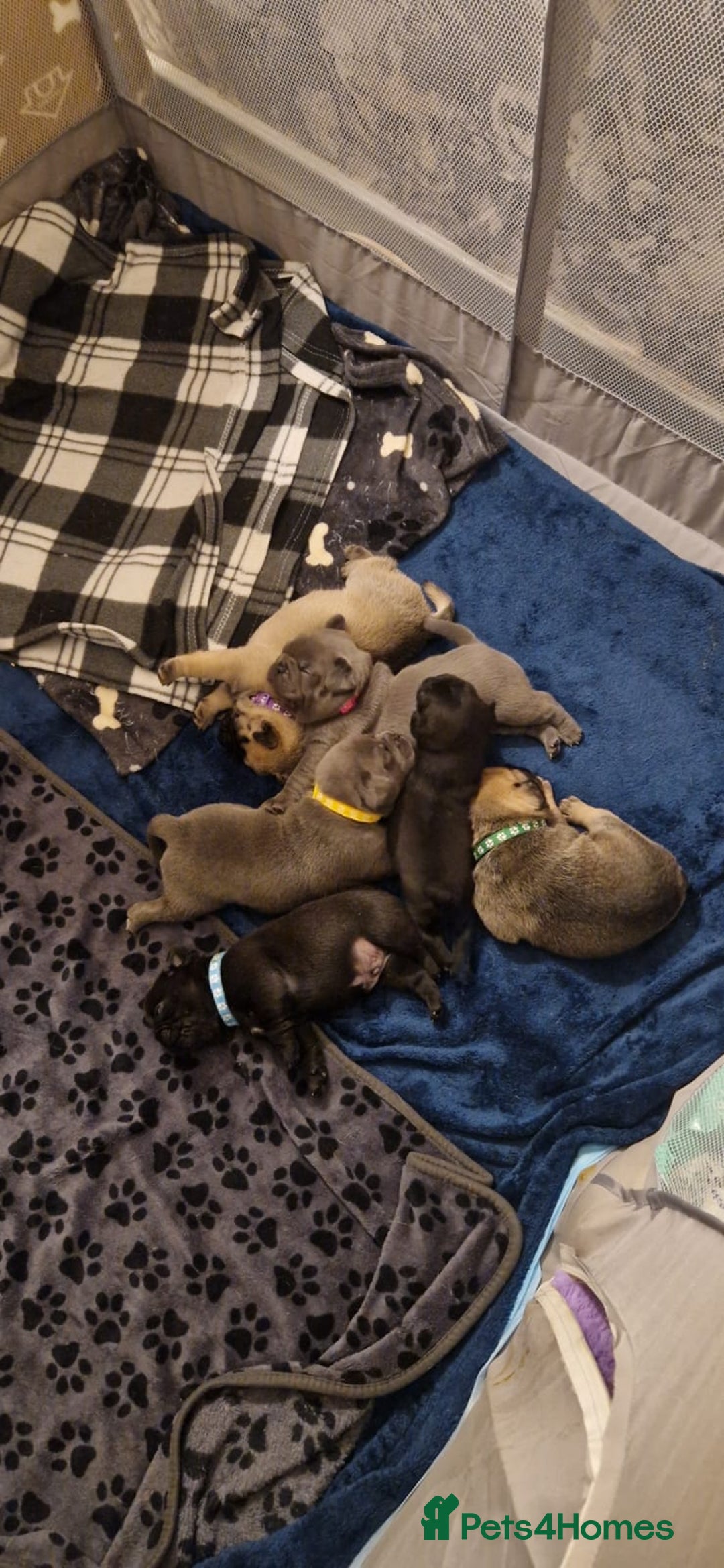 Frug dogs for sale: 6 beautiful frug puppies.  - Image 16