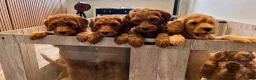 Australian Labradoodle dogs for sale: **MR BRINKLEY'S GENUINE ALD PUPPIES** - Advert 18