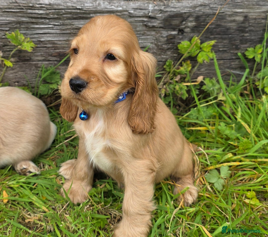 Cocker Spaniel dogs for sale: ⭐️ Show Type Cocker Spaniels ⭐️ - Image 12