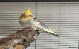 Cockatiels birds for sale: Cockatiel chicks  - Image 9
