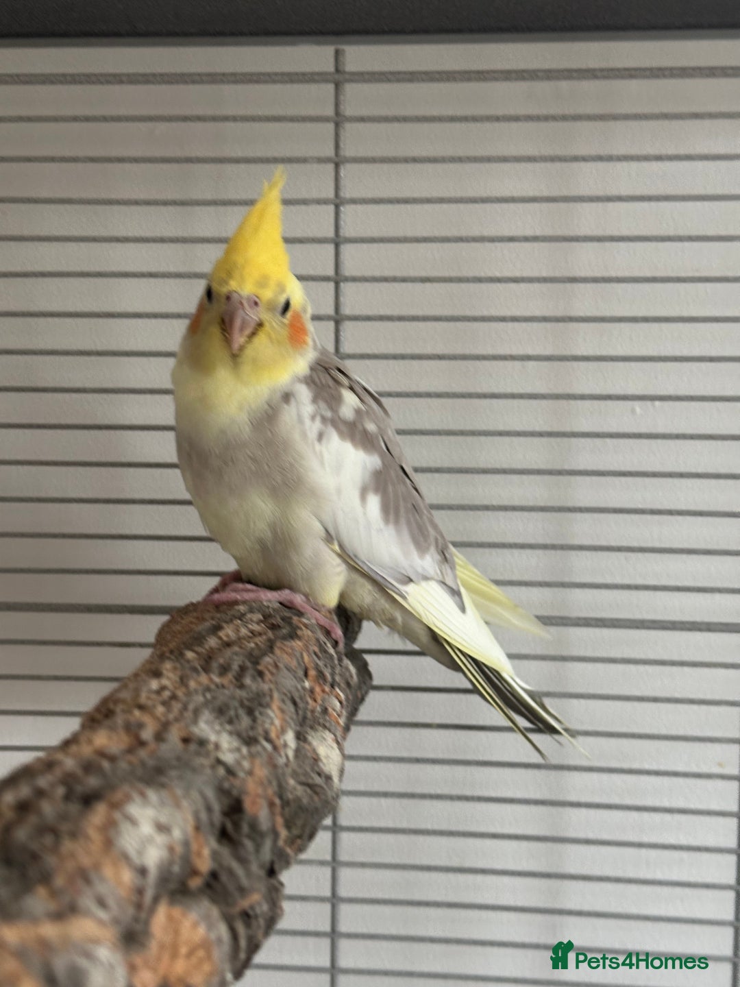Cockatiels birds for sale: Cockatiel chicks  - Image 9