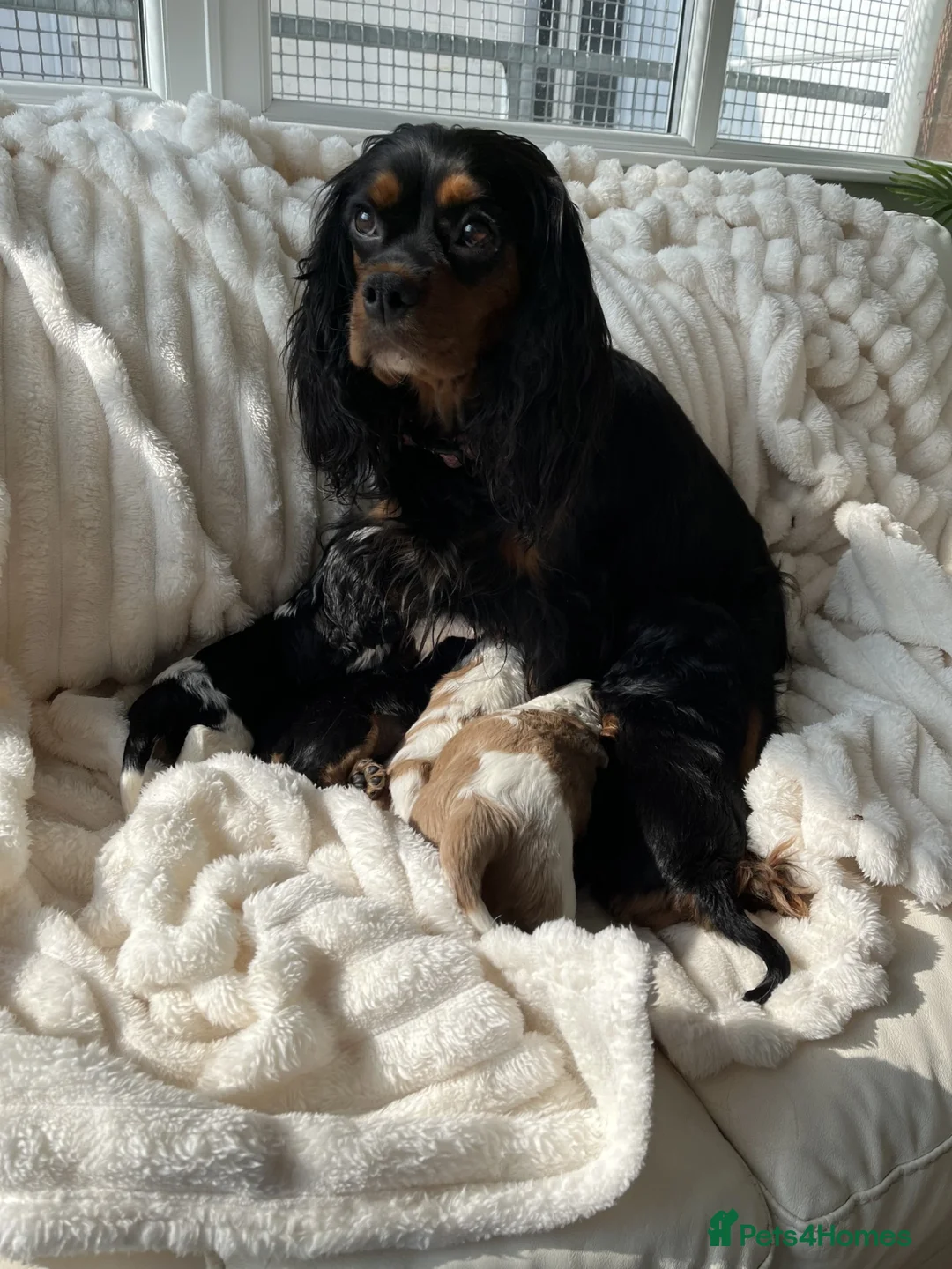 Cavalier King Charles Spaniel dogs for sale: Chocolate Carriers KC Vet Health Checked - Advert 2