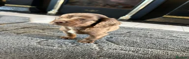 Cocker Spaniel 3