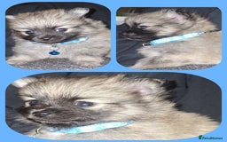 Pomeranian dogs for sale: Beautiful Pomeranians - Image 5