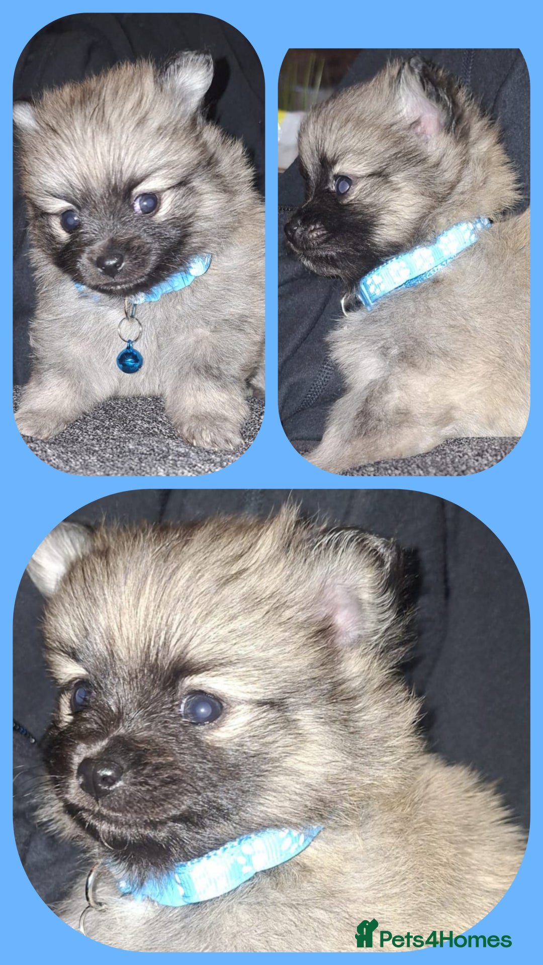 Pomeranian dogs for sale: Beautiful Pomeranians - Image 5