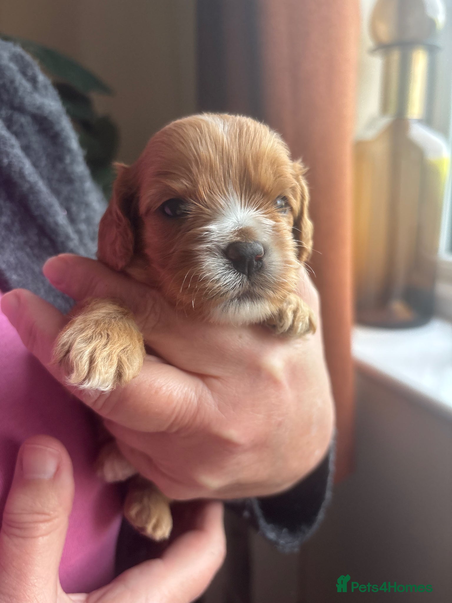 Cavapoo dogs Cavapoo puppies  - Advert 2