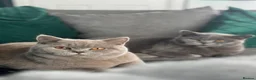 British Shorthair cats for sale: British shorthair blue and lilac  - Advert 7
