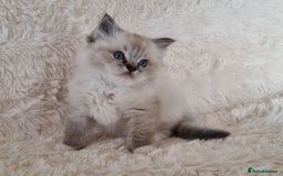 Ragdoll cats for sale: 💞BEAUTIFUL FULL PEDIGREE TICA RAGDOLL KITTENS 💞 - Image 15