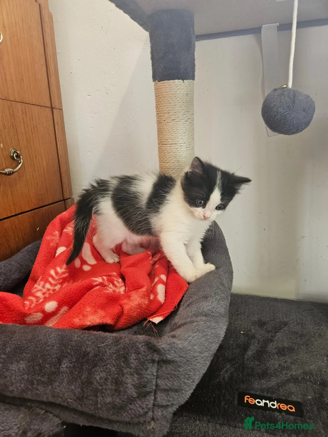Mixed Breed cats for sale: 2 male kittens  - Advert 18