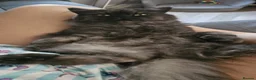 Persian cats for sale: 5 x Beautiful PersianX kittens  - Advert 3