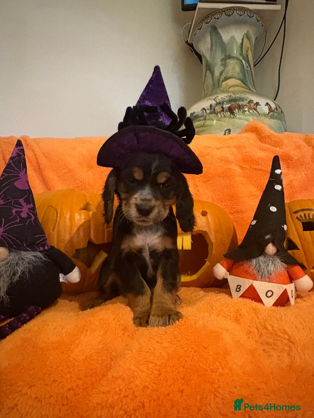 Cocker Spaniel dogs for sale: Cocker spaniels  - Image 15