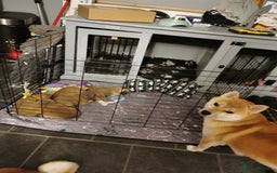 Japanese Shiba Inu dogs for sale: 5 KC Shiba puppies looking for their furever home  - Image 7