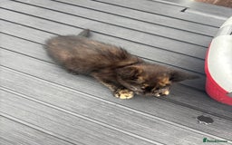 Mixed Breed cats for sale: Kittens ready to leave  - Image 21