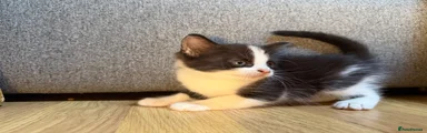 Korat Kitten 3