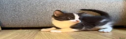 Korat cats for sale: Kittens Looking for Their Forever Homes - Advert 14