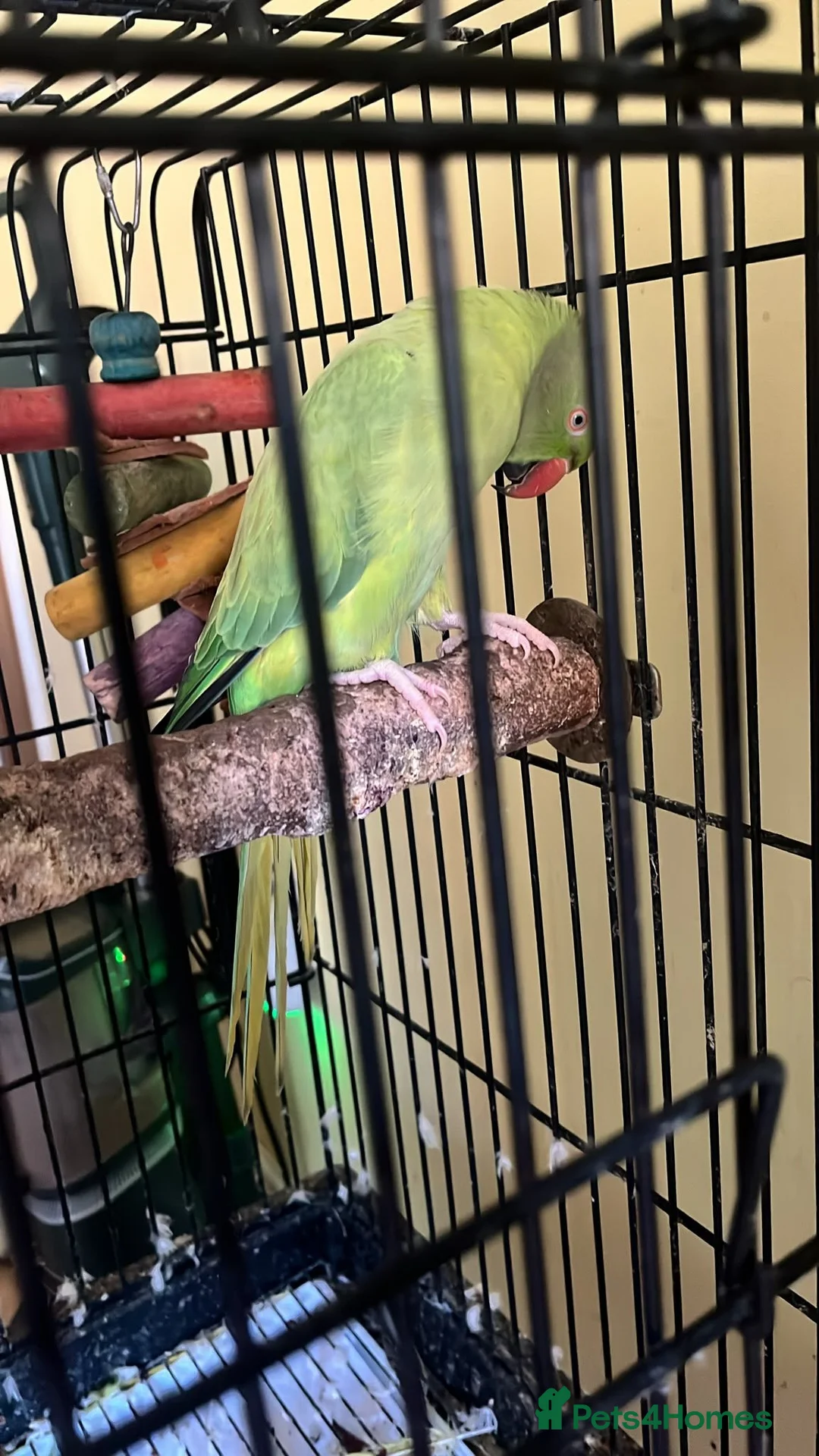 Parrots birds for sale: Indian Ringneck  in Birmingham - Advert 1