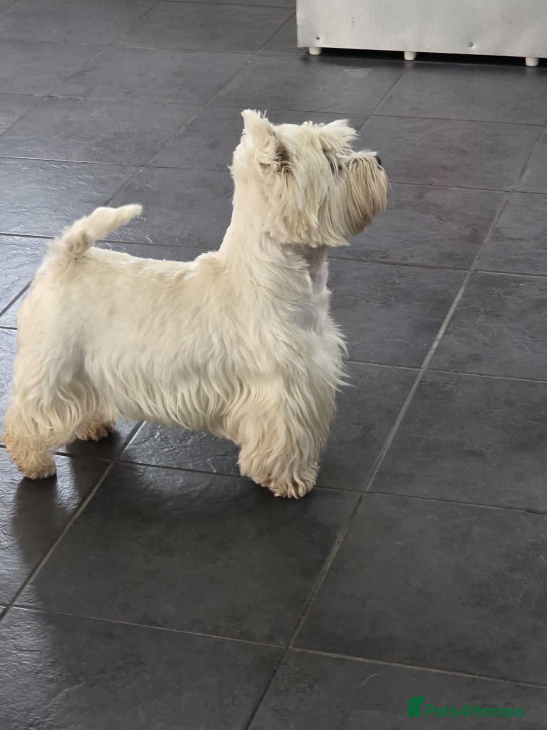 West Highland Terrier dogs for sale: Pure Westies Kc registered  - Advert 12