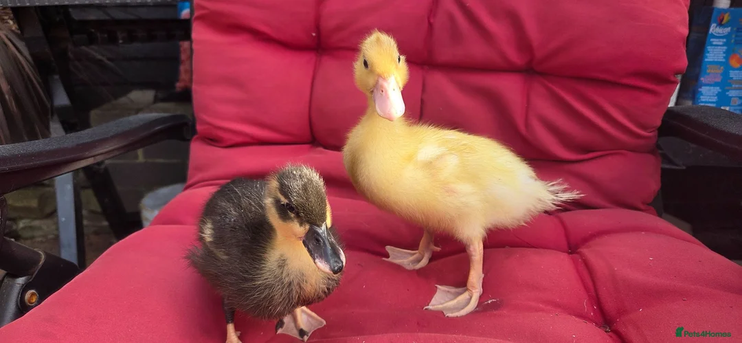 Ducks poultry for sale:  Pure bred Miniature call Ducklings  - Advert 2