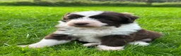 Bordoodle dogs for sale: LAST 1! OUTSTANDING SABLE BORDOODLE🧸 - Advert 23