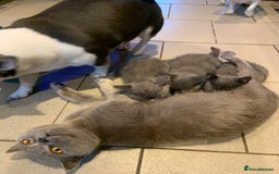 British Shorthair cats for sale: British short hair crossed  - Image 8