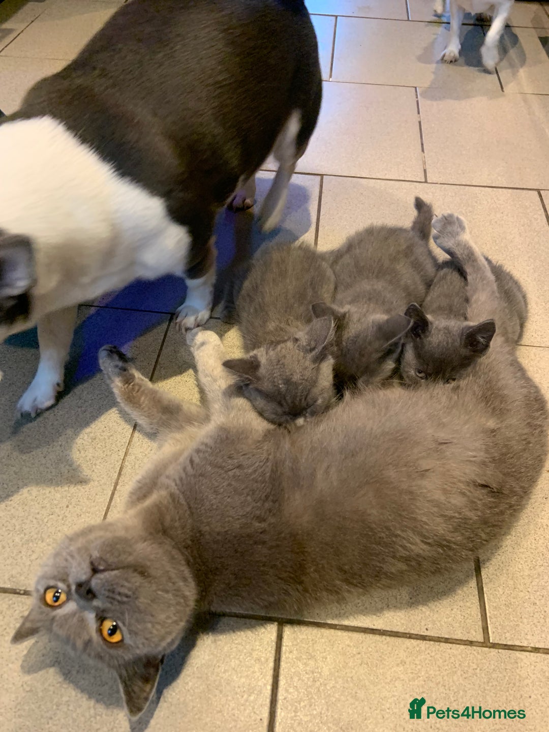 British Shorthair cats for sale: British short hair crossed  - Image 8