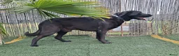Mixed Breed dogs for adoption: Meet Rey ❤️ 🐾 - Advert 9