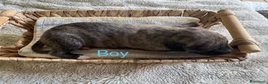 Whippet 3