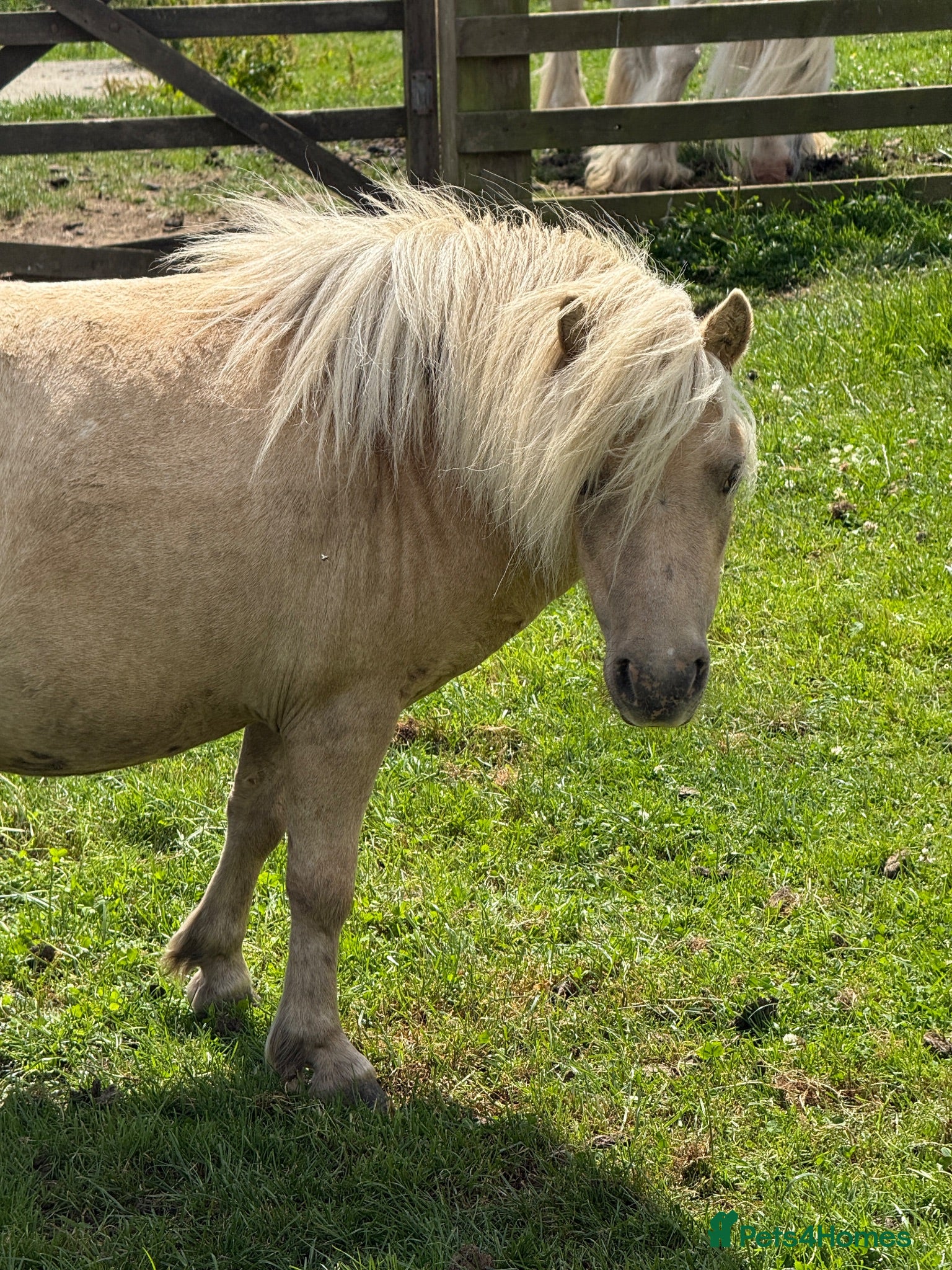 Shetland pony horses Beautiful Palomino Shetland  - Advert 1