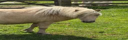 Shetland pony horses for sale: Beautiful Palomino Shetland  - Advert 1