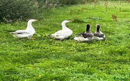Mixed Breed birds for sale: 4 embden geese for sale  - Image 3