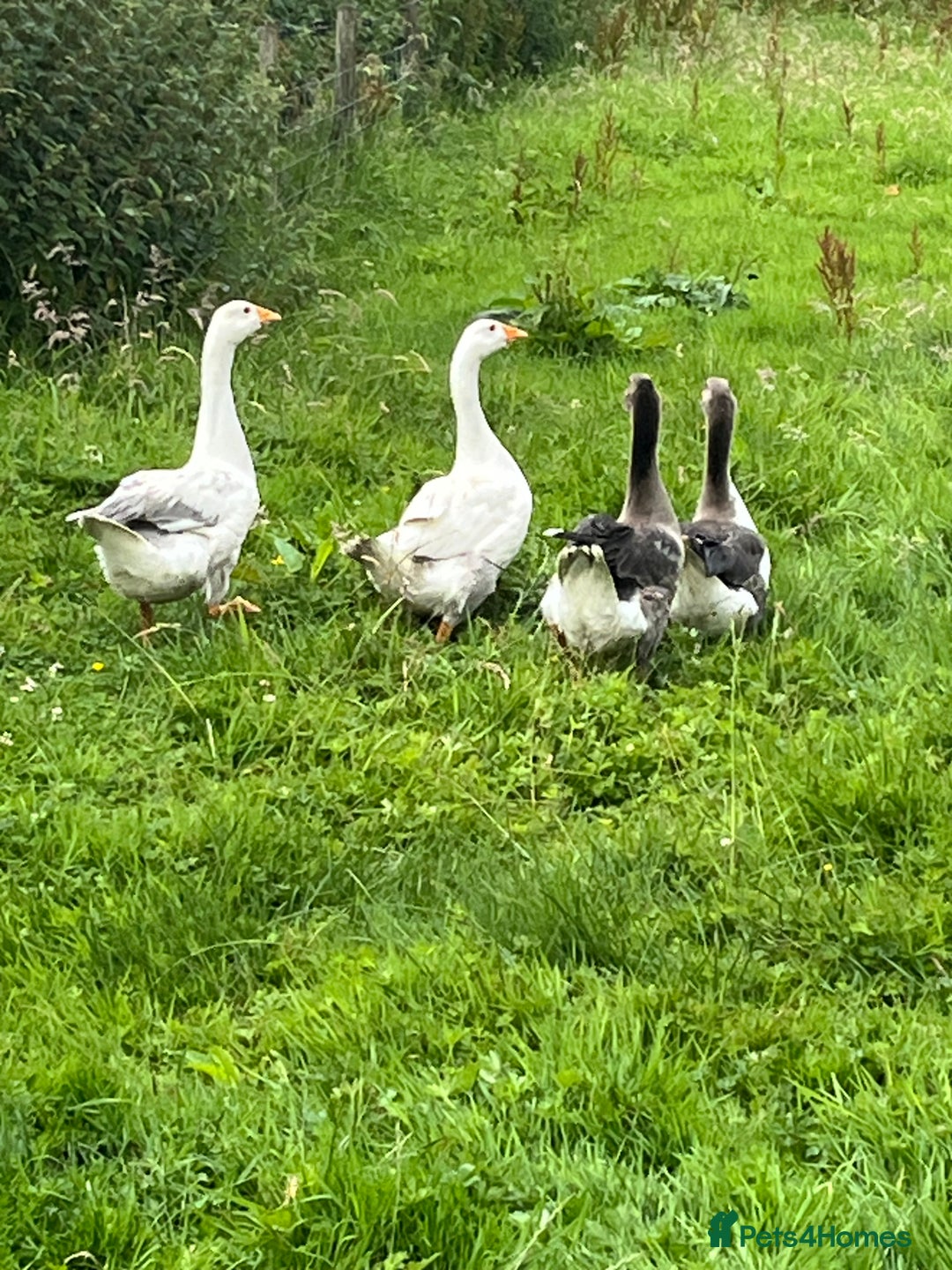 Mixed Breed birds for sale: 4 embden geese for sale  - Image 3