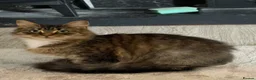 Mixed Breed cats for sale: 5 Beautiful Kittens For sale in Preston - Advert 2