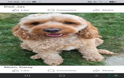 Mixed Breed dogs for sale: F1 Cockapoo and Maltipoo hybrid - Image 1