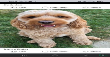 Mixed Breed dogs F1 Cockapoo and Maltipoo hybrid - Advert 5