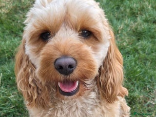 Mixed Breed dogs - Advert 1