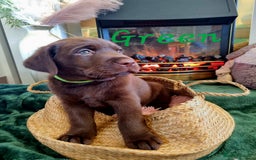 Labrador Retriever dogs for sale: Bundle of Chocolate Joy- Labrador Retrive Puppies - Image 31