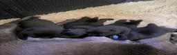 Mixed Breed dogs for sale: Adorable Chaffy pups  in Clitheroe - Advert 16
