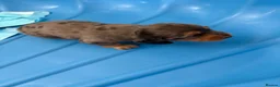 Dachshund dogs for sale: 2x Long haired dachshunds - Advert 9