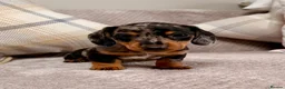 Miniature Dachshund dogs for sale: True to type miniature smooth dachshund puppies - Advert 7