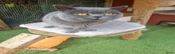British Shorthair cats for sale: British Blue Shorthair – Active Proven Stud Boy 💙 - Advert 4