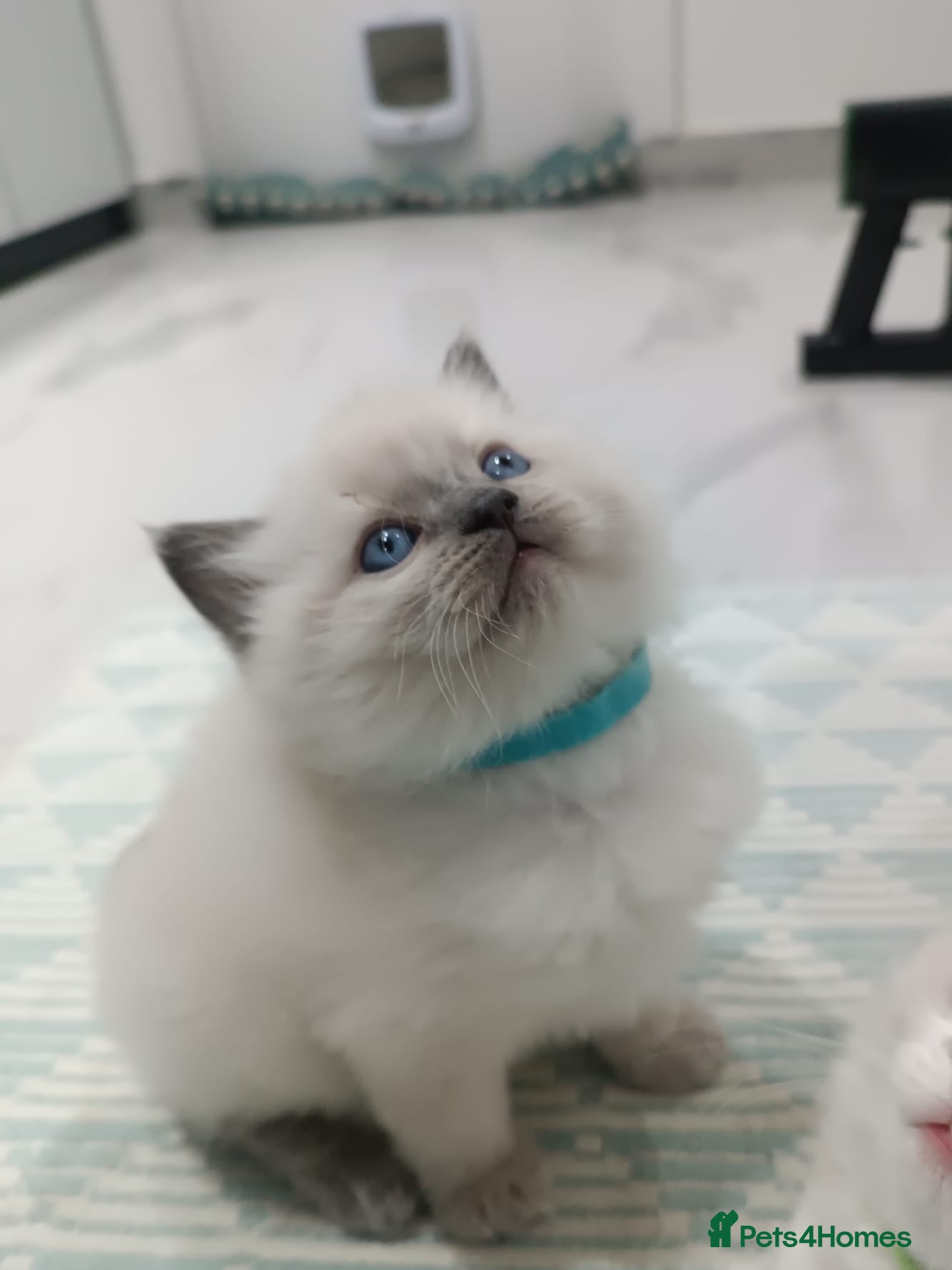 Ragdoll cats Lovely Ragdoll Kittens  - Advert 8