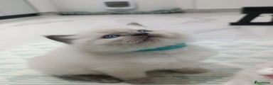 Ragdoll Kitten 1