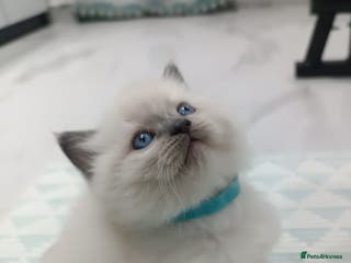 Ragdoll cats Lovely Ragdoll Kittens - Advert 8