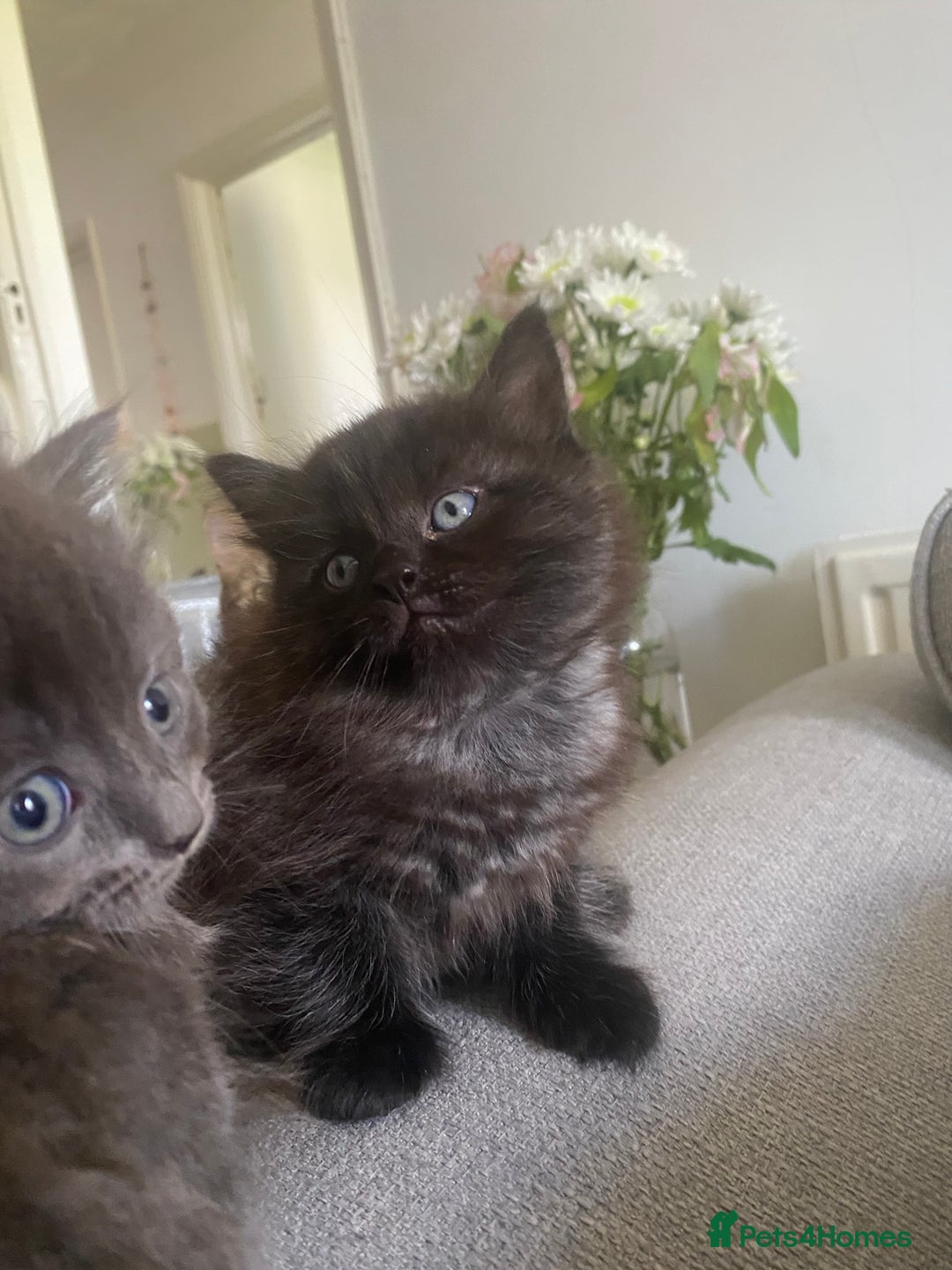 Mixed Breed cats for sale: Mainecoon and british shorthair mix  - Image 15