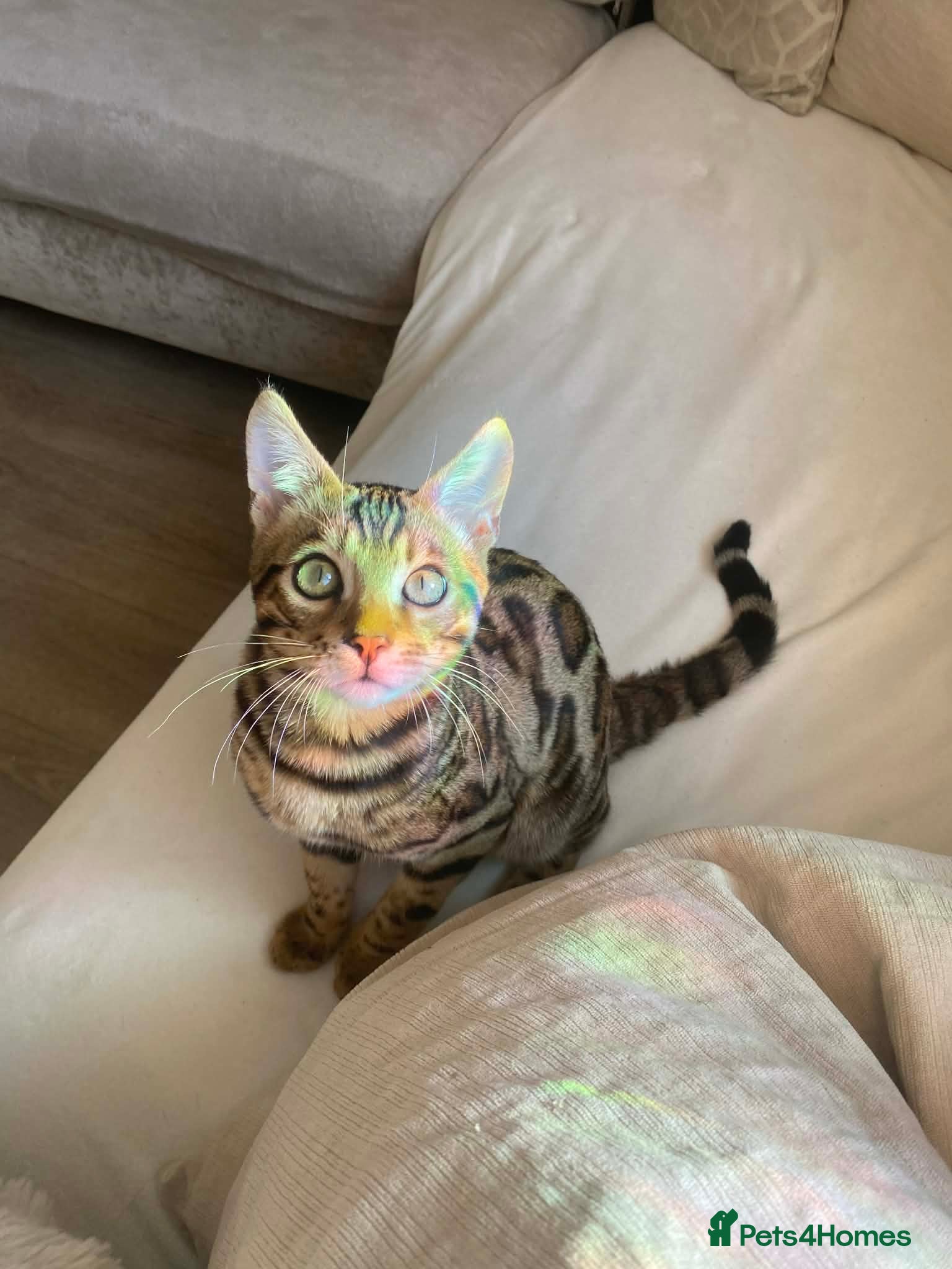 Bengal cats Male bengal kitten 🐈‍⬛ for sale  - Advert 2