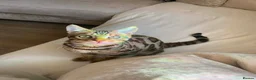 Bengal cats for sale: Male bengal kitten 🐈‍⬛ for sale  - Advert 1