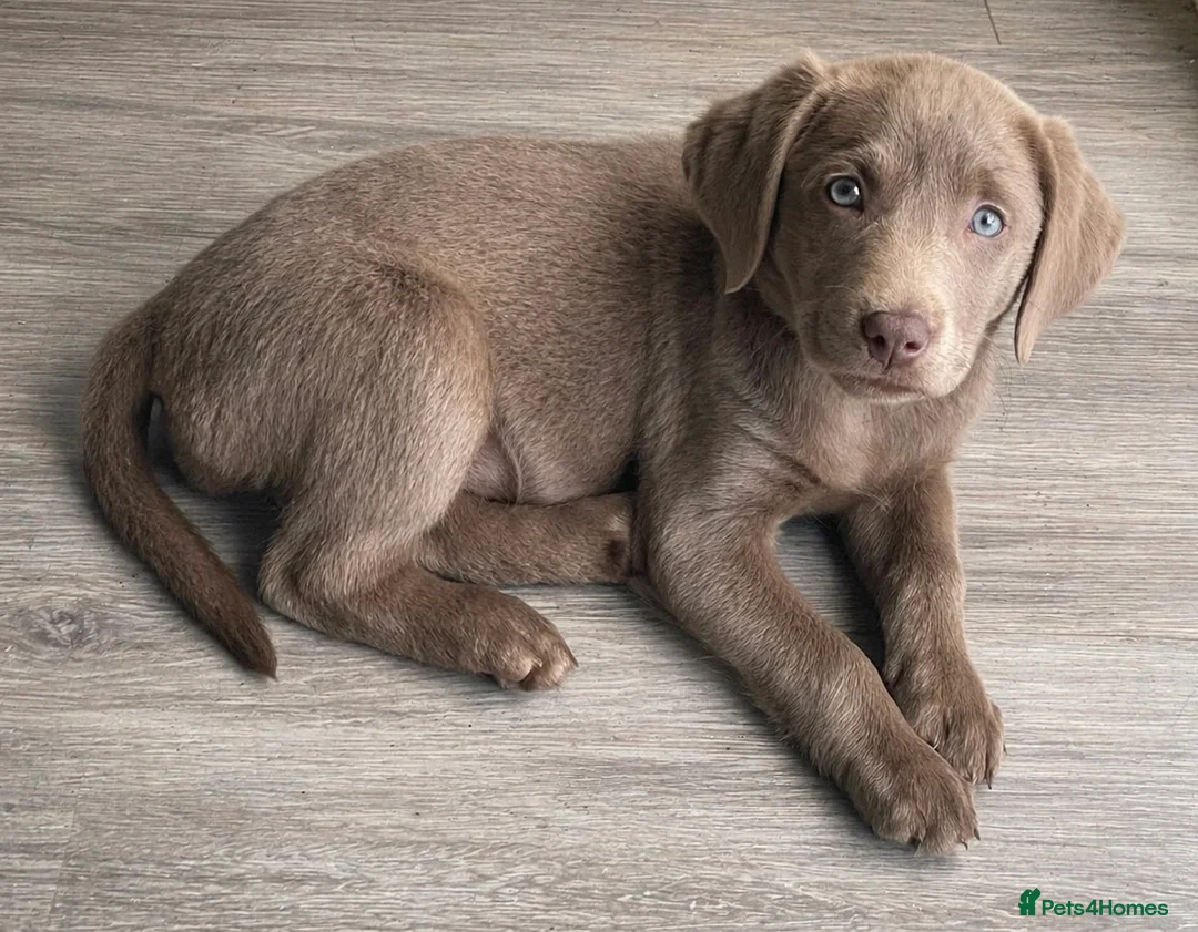 Labrador Retriever dogs for sale: READY NOW - KC, VET CHECK, 1st Vacine 5 🌟LICENCED - Advert 2