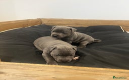 Staffordshire Bull Terrier dogs for sale: READY TO GO 2x BEAUTIFUL BLUE BOYS - Image 2